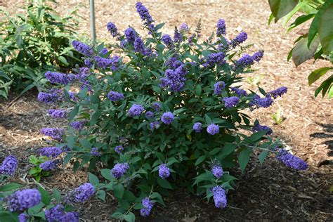 buddleia lo and behold|blue chip buddleia dwarf.